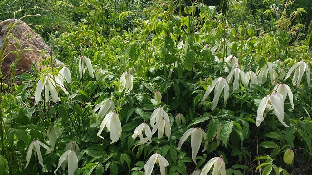 На Таганае зацвела таежная лиана