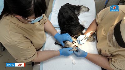 Звериная стоматология в рубрике «Усы, лапы и хвост»