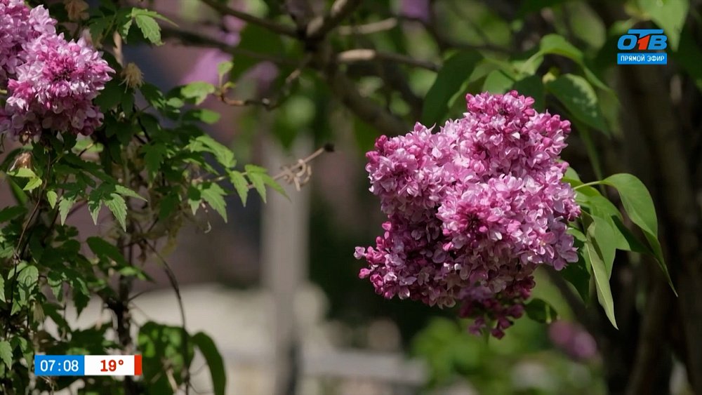 Ароматная коллекция цветов в рубрике «Руки садовода»