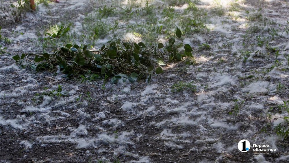 Улицы Челябинска будут поливать от пуха