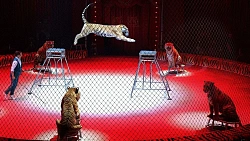 В Челябинске ветераны СВО вместе с семьями посетили шоу Московского цирка