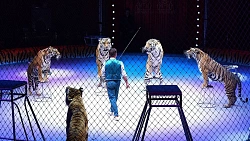 В Челябинске ветераны СВО вместе с семьями посетили шоу Московского цирка