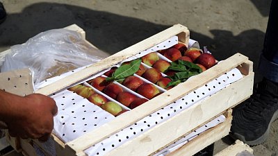 Сезонные фрукты проходят несколько проверок прежде, чем попасть на стол