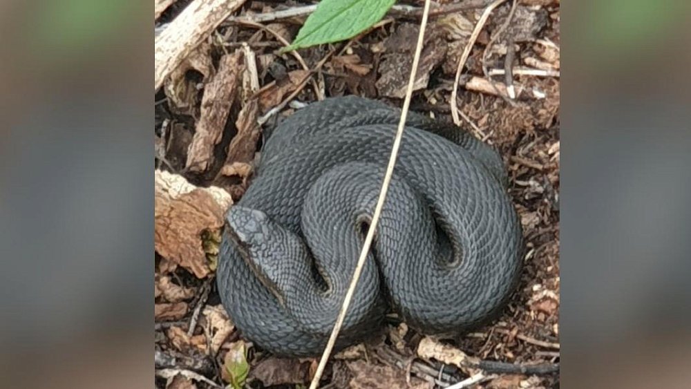 На Таганае змеи принимают солнечные ванны