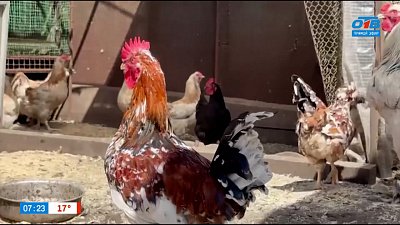 А много ли курица дает яиц? — в сюжете «Птицевод-любитель»