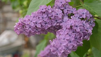 Какие работы нужно проводить в саду в начале лета?