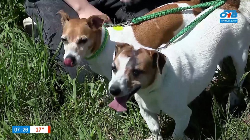 Бег за механическим зайцем в рубрике «Усы, лапы и хвост»