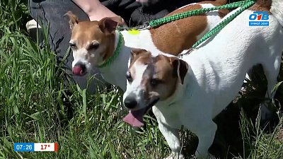 Бег за механическим зайцем в рубрике «Усы, лапы и хвост»