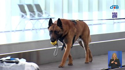 Таможенники проверяют багаж на «‎запрещенку»‎