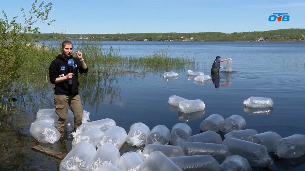 В Челябинской области зарыбляют водоемы