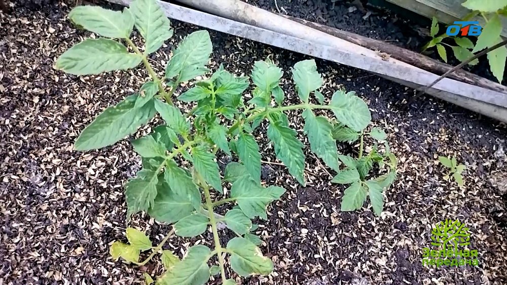 Ошибки, которые могут погубить томатные кусты в начале их роста