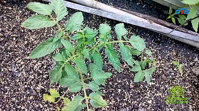 Ошибки, которые могут погубить томатные кусты в начале их роста