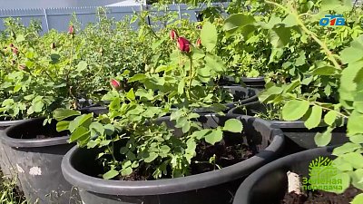 Правила выбора здорового саженца розы