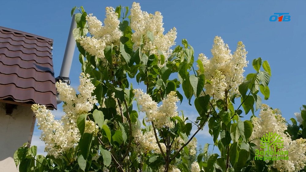 Коллекционер рассказал об уникальных сортах сирени