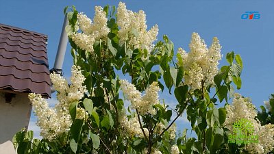 Коллекционер рассказал об уникальных сортах сирени