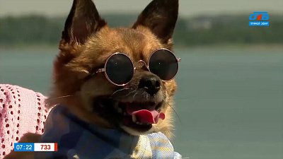 Путешествие с любимым «хвостиком» в сюжете «Догтуры»