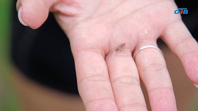 Жители Челябинской области жалуются на небывалую активность комаров и мошек