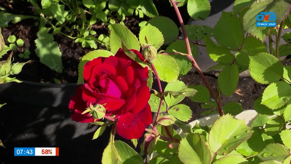 Выбираем саженцы розы в рубрике «Руки садовода»