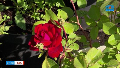 Выбираем саженцы розы в рубрике «Руки садовода»