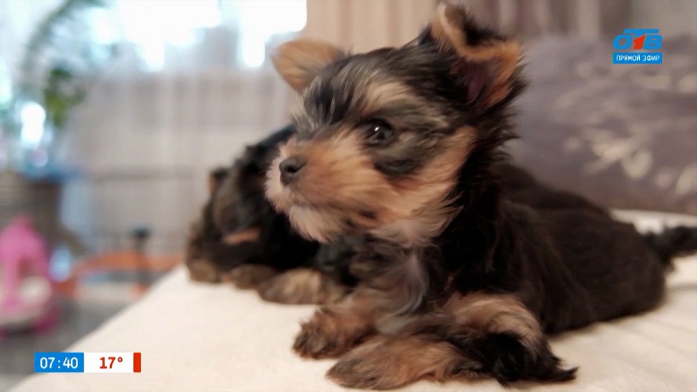 Семейная радость в сюжете «Щенки йорка»