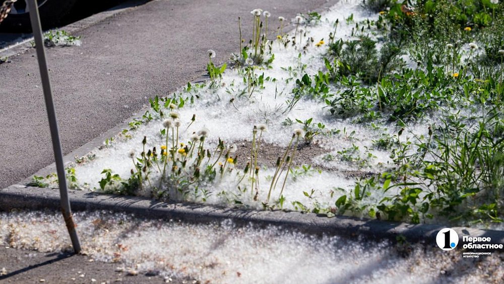 В Челябинске усилят борьбу с тополиным пухом, чтобы было меньше пожаров