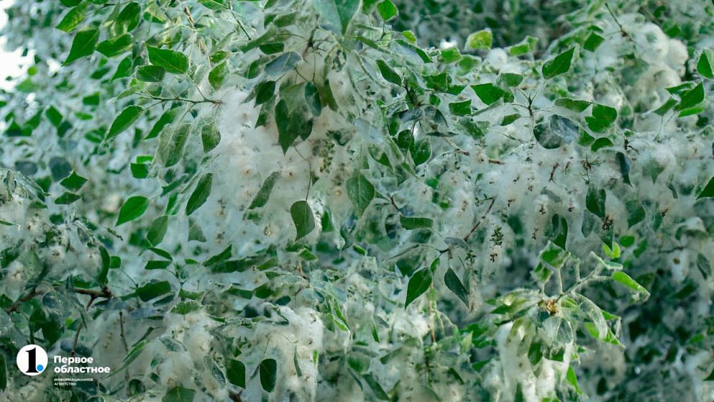 Ученые ЧелГУ рассказали, когда закончится цветение тополей в Челябинске