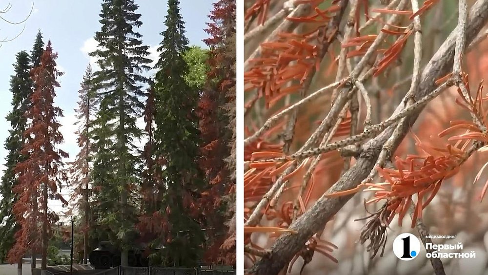 В Челябинской области вырубят 30 гектаров лесов до конца 2025 года