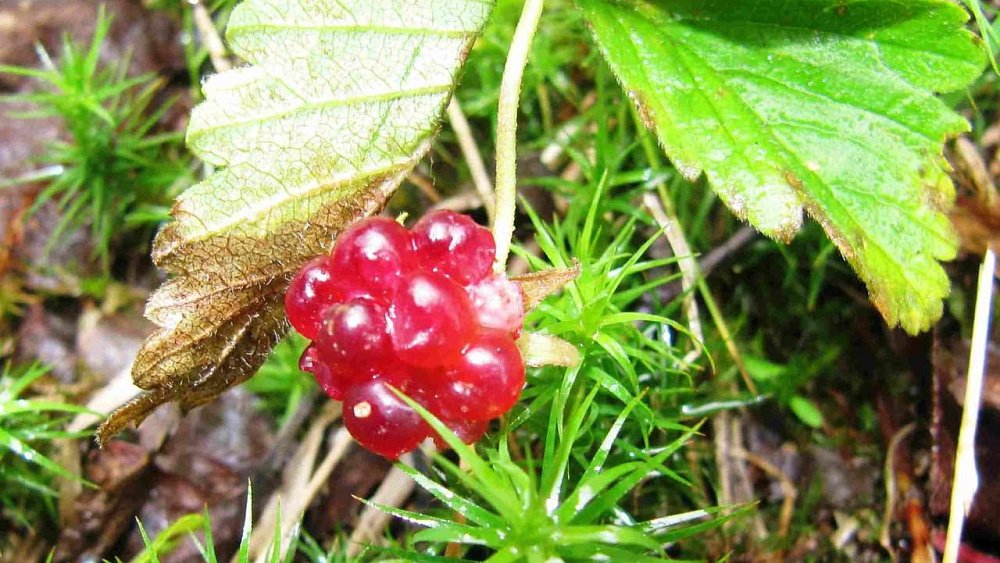 Редкая арктическая ягода зацвела на Таганае