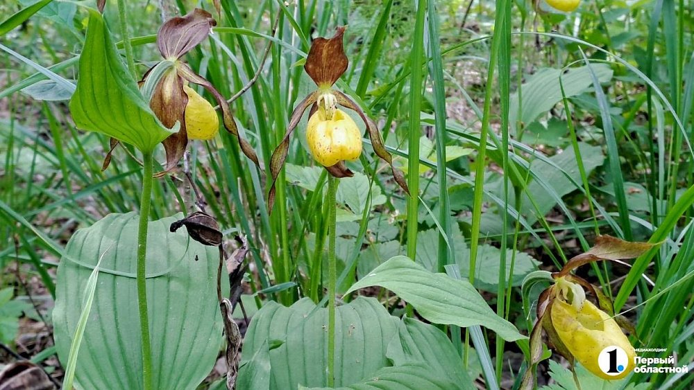 В степях Челябинской области зацвел краснокнижный венерин башмачок