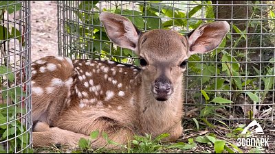 В Челябинском зоопарке двойное пополнение