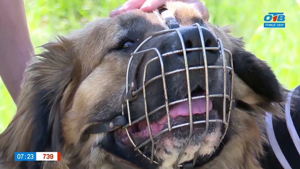 Московская сторожевая в рубрике «Усы, лапы и хвост»