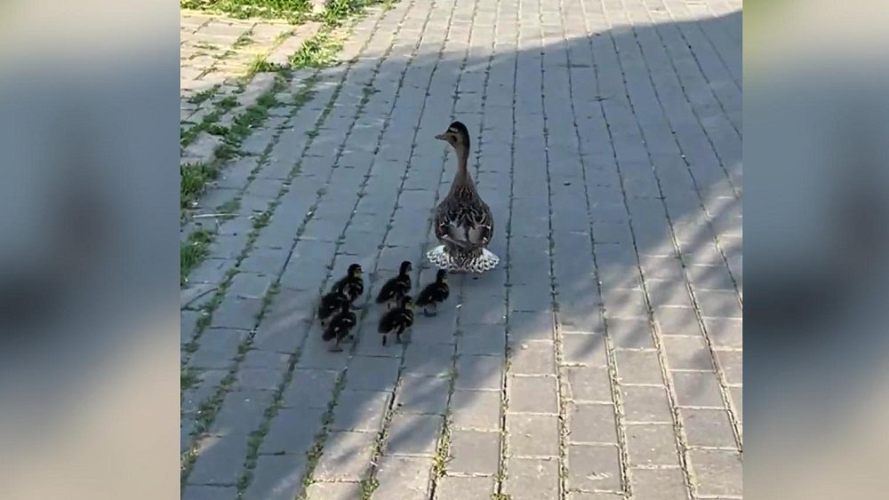Оказавшейся в центре Челябинска утке с утятами помогли добраться до реки Миасс