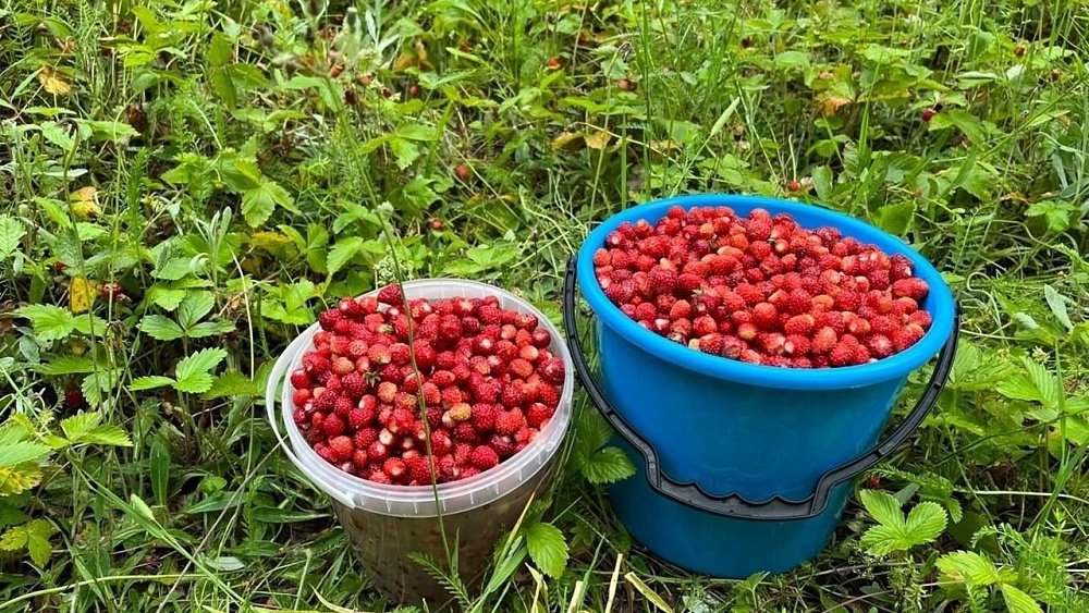 Первая земляника появилась в лесах Челябинской области в середине июня