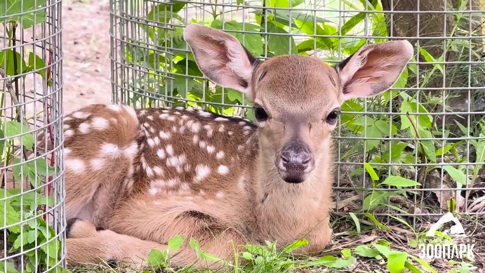 В Челябинском зоопарке самка оленя родила двойню
