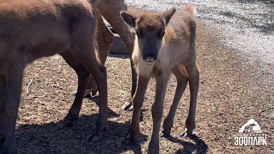 В Челябинском зоопарке пополнение в отделе домашних и копытных животных