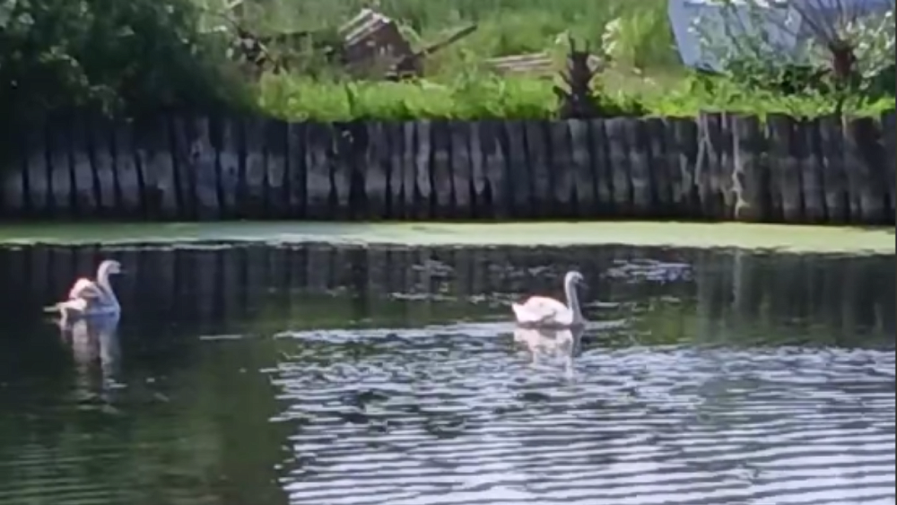 Лебеди пережидают лето в копейском храме