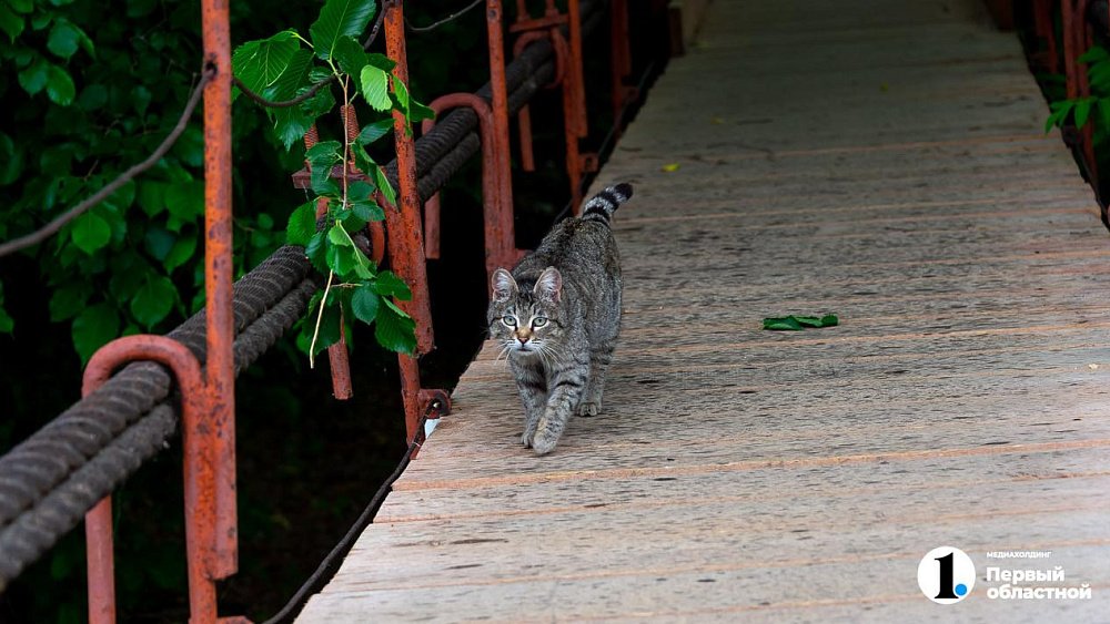 Под Миассом построят пешеходный мост для туристов