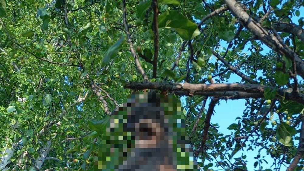 Под Магнитогорском в садах дети распяли бродячую собаку и забили ежа