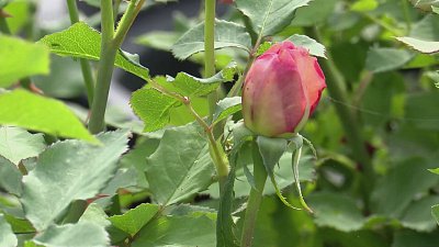 Как правильно выбрать хвойные растения для южноуральского климата?