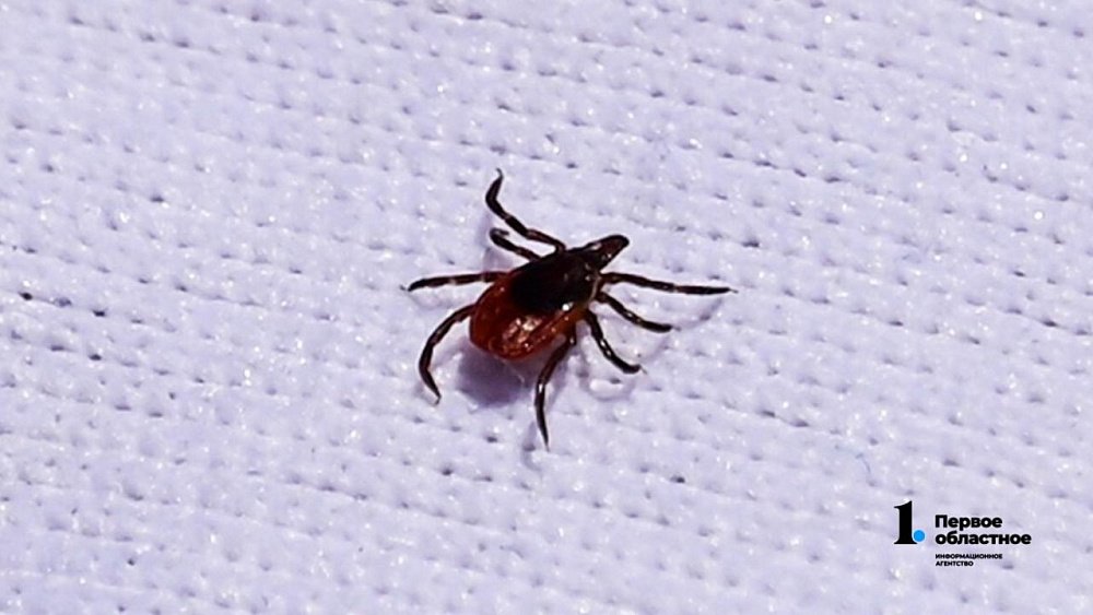 Челябинцы могут заразиться бабезиозом от укусов клещей