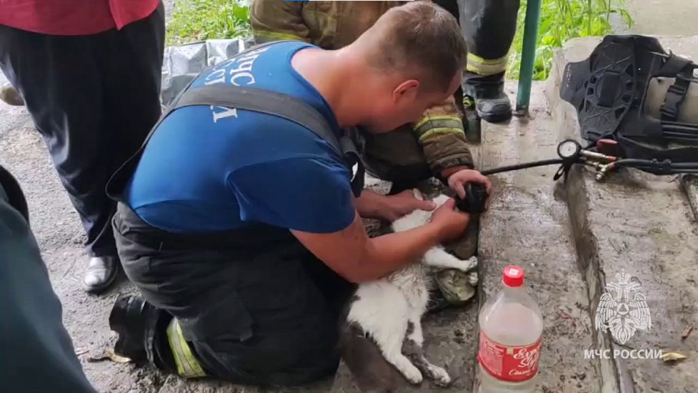 Челябинские пожарные спасли двух котов, надышавшихся угарным газом