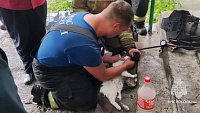 Челябинские пожарные спасли двух котов, надышавшихся угарным газом
