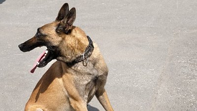 Кинологи отметят свой профессиональный праздник