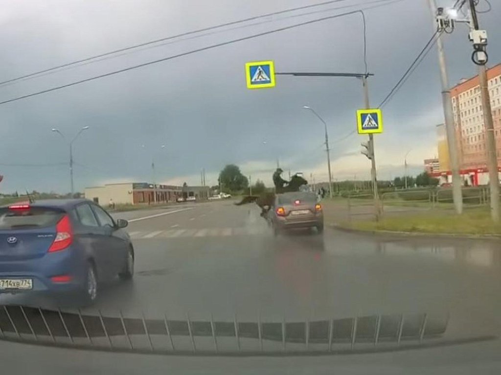 В Магнитогорске автомобиль сбил всадника на лошади на пешеходном переходе