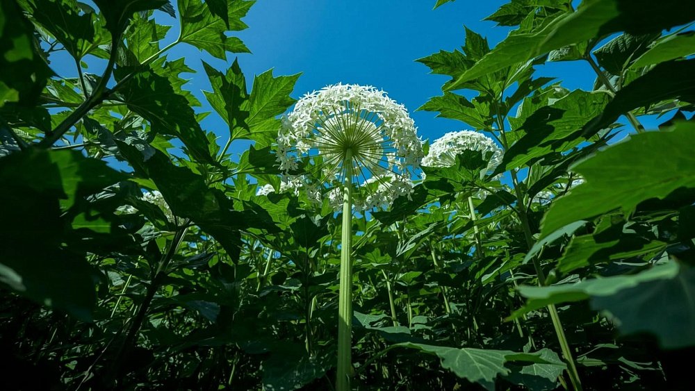 Как помочь коже при ожоге борщевиком