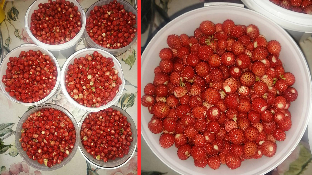 Жители Челябинской области массово продают лесную землянику в соцсетях