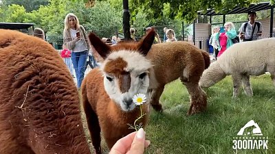 В Челябинском зоопарке Карамелька вышла на первую прогулку
