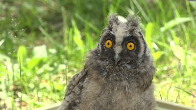 В Снежинске спасли совенка, выпавшего из гнезда