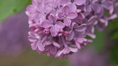 В «Зеленой передаче» расскажут о работах в садах и огородах в июне