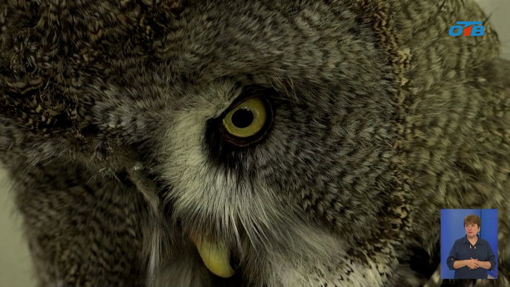 Во Дворце творчества Снежинска поселили совёнка